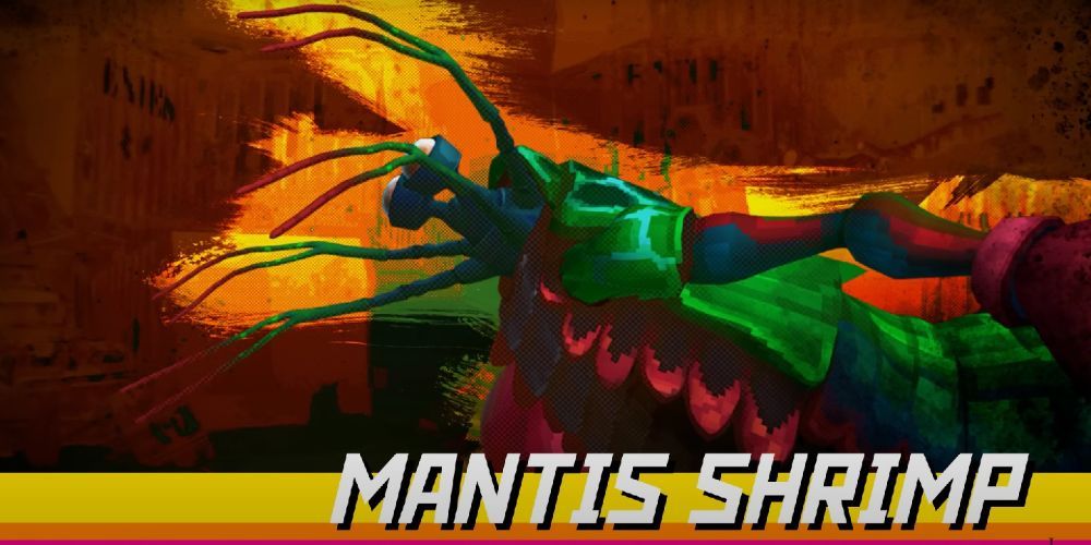 Mantis Shrimp